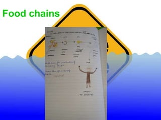 Food chains