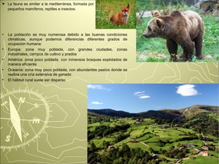 ► La fauna es similar a la mediterránea, formada por 
pequeños mamíferos, reptiles e insectos. 
► La población es muy numerosa debido a las buenas condiciones 
climáticas, aunque podemos diferencias diferentes grados de 
ocupación humana: 
► Europa: zona muy poblada, con grandes ciudades, zonas 
industriales, campos de cultivo y prados 
► América: zona poco poblada, con inmensos bosques explotados de 
manera eficiente 
► Oceanía: zona muy poco poblada, con abundantes pastos donde se 
realiza una cría extensiva de ganado 
► El hábitat rural suele ser disperso 
 