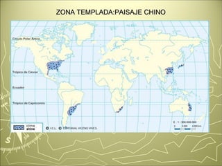 ZONA TTEEMMPPLLAADDAA::PPAAIISSAAJJEE CCHHIINNOO 
 