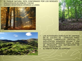 ► EL PAISAJE NATURAL ESTA CONFORMADO POR LOS BOSQUES 
CADUCIFOLIOS DE ROBLES Y HAYAS 
► CUANDO DESAPARECE APARECE LA LANDA 
► LAS ACTIVIDADES AGRÍCOLAS SE CENTRAN 
EN EL CULTIVO DE CEREALES (MAIZ), 
FRUTALES, TUBÉRCULOS (PATATA); LA 
EXPLOTACIÓN GANADERA BOVINA Y UNA 
EXPLOTACIÓN MADERERA, PARA LO CUAL 
SE PRODUCIDO UNA REPOBLACIÓN DE 
PINOS Y EUCALIPTOS 
► EL HÁBITAT RURAL ES DISPERSO 
 