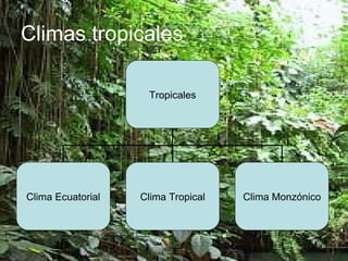 Climas tropicales Tropicales Clima Ecuatorial Clima Tropical Clima Monzónico 