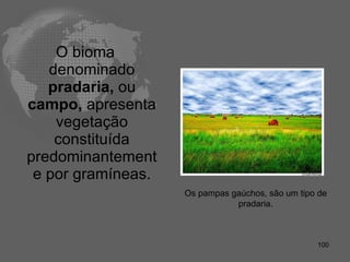 O bioma denominado  pradaria,  ou  campo,  apresenta vegetação constituída predominantemente por gramíneas. Os pampas gaúchos, são um tipo de pradaria. 