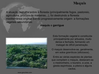Esta formação vegetal é constituída principalmente por arbustos, muito densa e fechada, formando um matagal de difícil penetração.  O maquis desenvolve-se, geralmente, em solos graníticos (siliciosos). Entre as várias espécies de plantas que compõem o maquis, destacam-se o medronheiro, o loureiro, a urze, a giesta espinhosa, a piteira e alguns cactos.  Maquis A atuação humana sobre a floresta (principalmente fogos, pastoreio, agricultura, procura de madeiras...), foi destruindo a floresta mediterrânea original dando progressivamente origem  a formações vegetais secundárias:  maquis  e  garrigue www.geocities.com   