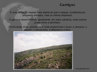 É uma formação vegetal mais aberta do que o maquis, constituída por pequenos arbustos, mais ou menos dispersos.  O garrigue desenvolve-se, geralmente, em solos calcários, onde outrora predominou a azinheira.  Forma áreas muito aromáticas e onde predominam o buxo, o carrasco, o alecrim, o rosmaninho, a alfazema e o timo.  Garrigue   www.geocities.com  