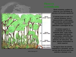 Neste esquema, podem-se observar com facilidade os estratos da floresta equatorial. O estrato junto ao solo, é o estrato herbáceo, pouco desenvolvido e onde quase não existe luz, pois as plantas dos estratos superiores dificultam a passagem da luz. O estrato superior, é constituído por árvores bastante altas, cujas copas apresentam uma forma arredondada, ombrófila, tipo guarda-chuva, e os seus troncos, de casca fina,  são lisos, apenas ramificados na parte superior. Há alguns tipos de plantas trepadoras e parasitas, que se servem das árvores para irem subindo e alcançar a luz. Floresta estratificada www.inpa.gov.br  