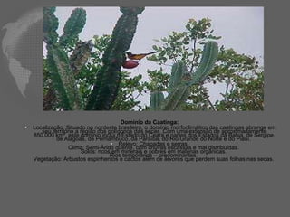 Domínio da Caatinga:  Localização: Situado no nordeste brasileiro, o domínio morfoclimático das caatingas abrange em seu território a região dos polígonos das secas. Com uma extensão de aproximadamente 850.000 km², este domínio inclui o Estado do Ceará e partes dos Estados da Bahia, de Sergipe, de Alagoas, de Pernambuco, da Paraíba, do Rio Grande do Norte e do Piauí.   Relevo: Chapadas e serras.  Clima: Semi-Árido quente, com chuvas escassas e mal distribuídas.  Solos: ricos em minerais e pobres em matérias orgânicas.  Rios temporários – predominantes.  Vegetação: Arbustos espinhentos e cactos além de árvores que perdem suas folhas nas secas.  