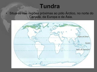 Tundra Situa-se nas regiões próximas ao pólo Árctico, no norte do Canadá, da Europa e da Ásia.  