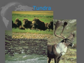 Tundra 