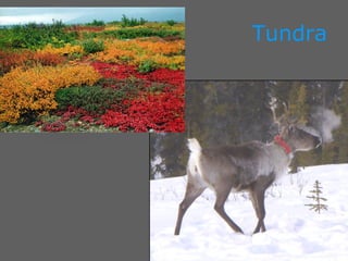 Tundra 