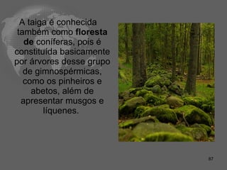 A taiga é conhecida também como  floresta de  coníferas, pois é constituída basicamente por árvores desse grupo de gimnospérmicas, como os pinheiros e abetos, além de apresentar musgos e líquenes.  