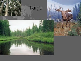 Taiga 