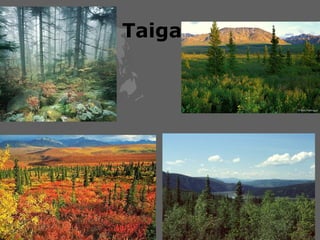   Taiga 
