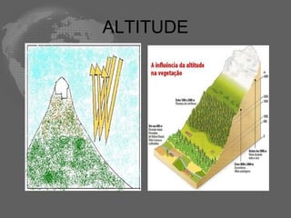 ALTITUDE 