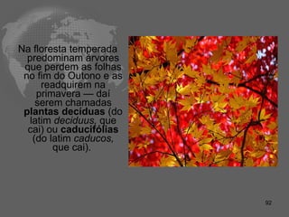 Na floresta temperada predominam árvores que perdem as folhas no fim do Outono e as readquirem na primavera — daí serem chamadas  plantas decíduas  (do latim  deciduus,  que cai) ou  caducifólias  (do latim  caducos,  que cai).  