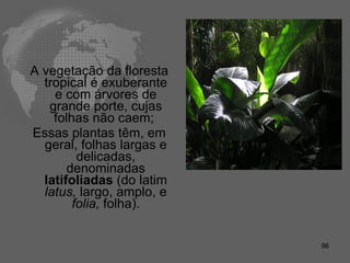 A vegetação da floresta tropical é exuberante e com árvores de grande porte, cujas folhas não caem;  Essas plantas têm, em geral, folhas largas e delicadas, denominadas  latifoliadas  (do latim  latus,  largo, amplo, e  folia,  folha). 
