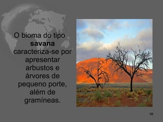 O bioma do tipo  savana  caracteriza-se por apresentar arbustos e árvores de pequeno porte, além de gramíneas. 