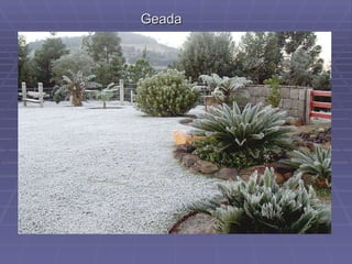 Geada 