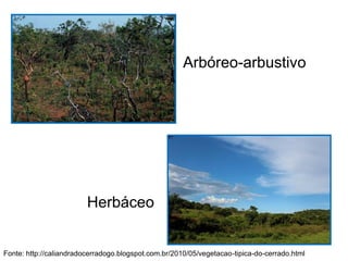 Fonte: http://caliandradocerradogo.blogspot.com.br/2010/05/vegetacao-tipica-do-cerrado.html
Arbóreo-arbustivo
Herbáceo
 