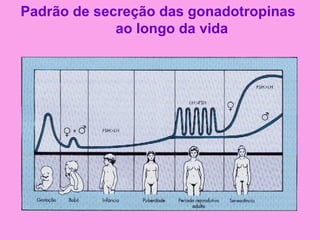 Padrão de secreção das gonadotropinas
             ao longo da vida
 