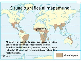 Situació gràfica al mapamundi

Al nord i al sud de la zona que ocupa el clima
equatorial es troben les zones de clima tropical.
Es troba a Amèrica del Sud, Amèrica central, al centre
i al sud d’ Àfrica, el sud i el sud-est d’Àsia i al nord i a
l’est d’Austràlia.

 
