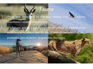 Fauna
Al bosc tropical hi ha una gran varietat d'ocells, d’insectes
(papallones i vespes) i ratapinyades.
A la sabana, gràcies a la gran quantitat d’herba alta i arbustos, hi ha
molts animal herbíbors, com les zebres, antílops,elefants..., i el seus
predadors, com els lleons, els guepards, les hienes...

 