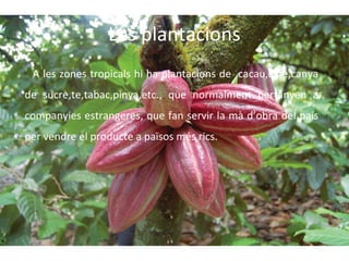 Les plantacions
A les zones tropicals hi ha plantacions de cacau,cafè,canya
de sucre,te,tabac,pinya,etc., que normalment pertanyen a
companyies estrangeres, que fan servir la mà d’obra del país
per vendre el producte a països més rics.

 