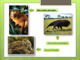 Mico leão dourado




         Tamanduá bandeira


      Onça Pintada
 