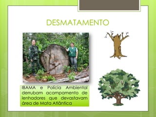 DESMATAMENTO




IBAMA e Polícia Ambiental
derrubam acampamento de
lenhadores que devastavam
área de Mata Atlântica
 