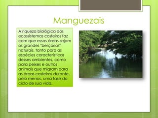 Manguezais
A riqueza biológica dos
ecossistemas costeiros faz
com que essas áreas sejam
os grandes "berçários"
naturais, tanto para as
espécies características
desses ambientes, como
para peixes e outros
animais que migram para
as áreas costeiras durante,
pelo menos, uma fase do
ciclo de sua vida.
 