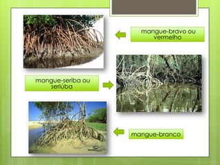 mangue-bravo ou
                        vermelho




mangue-seriba ou
   seriúba




                   mangue-branco
 