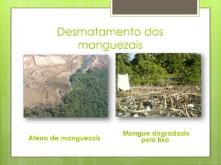 Desmatamento dos
          manguezais




                       Mangue degradado
Aterro de manguezais       pelo lixo
 