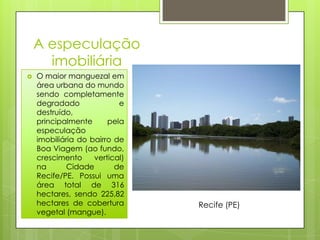 A especulação
      imobiliária
   O maior manguezal em
    área urbana do mundo
    sendo completamente
    degradado              e
    destruído,
    principalmente      pela
    especulação
    imobiliária do bairro de
    Boa Viagem (ao fundo,
    crescimento     vertical)
    na       Cidade       de
    Recife/PE. Possui uma
    área total de 316
    hectares, sendo 225,82
    hectares de cobertura       Recife (PE)
    vegetal (mangue).
 