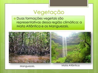 Vegetação
 Duasformações vegetais são
 representativas dessa região climática: a
 Mata Atlântica e os Manguezais.




   Manguezais.               Mata Atlântica
 