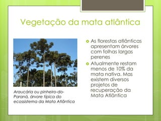 Vegetação da mata atlântica

                                   As florestas atlânticas
                                    apresentam árvores
                                    com folhas largas
                                    perenes
                                   Atualmente restam
                                    menos de 10% da
                                    mata nativa. Mas
                                    existem diversos
                                    projetos de
Araucária ou pinheiro-do-           recuperação da
Paraná, árvore típica do            Mata Atlântica
ecossistema da Mata Atlântica
 