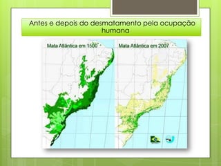 Antes e depois do desmatamento pela ocupação
                     humana
 