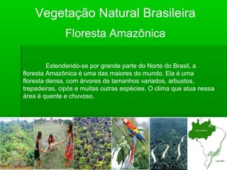 Vegetação Natural Brasileira
Floresta Amazônica
Estendendo-se por grande parte do Norte do Brasil, a
floresta Amazônica é uma das maiores do mundo. Ela é uma
floresta densa, com árvores de tamanhos variados, arbustos,
trepadeiras, cipós e muitas outras espécies. O clima que atua nessa
área é quente e chuvoso.
 