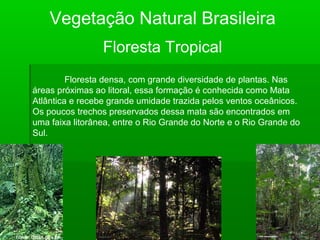 Floresta Tropical
Vegetação Natural Brasileira
Floresta densa, com grande diversidade de plantas. Nas
áreas próximas ao litoral, essa formação é conhecida como Mata
Atlântica e recebe grande umidade trazida pelos ventos oceânicos.
Os poucos trechos preservados dessa mata são encontrados em
uma faixa litorânea, entre o Rio Grande do Norte e o Rio Grande do
Sul.
 
