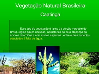 Vegetação Natural Brasileira
Caatinga
Esse tipo de vegetação é típico da porção nordeste do
Brasil, região pouco chuvosa. Caracteriza-se pela presença de
árvores retorcidas e com muitos espinhos , entre outras espécies
adaptadas à falta de água.
 