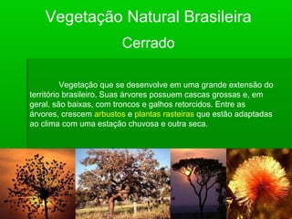 Vegetação Natural Brasileira
Cerrado
Vegetação que se desenvolve em uma grande extensão do
território brasileiro. Suas árvores possuem cascas grossas e, em
geral, são baixas, com troncos e galhos retorcidos. Entre as
árvores, crescem arbustos e plantas rasteiras que estão adaptadas
ao clima com uma estação chuvosa e outra seca.
 