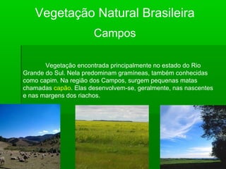 Vegetação Natural Brasileira
Campos
Vegetação encontrada principalmente no estado do Rio
Grande do Sul. Nela predominam gramíneas, também conhecidas
como capim. Na região dos Campos, surgem pequenas matas
chamadas capão. Elas desenvolvem-se, geralmente, nas nascentes
e nas margens dos riachos.
 