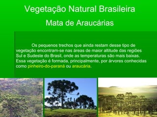 Vegetação Natural Brasileira
Mata de Araucárias
Os pequenos trechos que ainda restam desse tipo de
vegetação encontram-se nas áreas de maior altitude das regiões
Sul e Sudeste do Brasil, onde as temperaturas são mais baixas.
Essa vegetação é formada, principalmente, por árvores conhecidas
como pinheiro-do-paraná ou araucária.
 