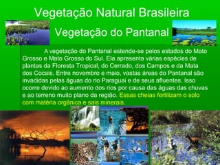 Vegetação Natural Brasileira
Vegetação do Pantanal
A vegetação do Pantanal estende-se pelos estados do Mato
Grosso e Mato Grosso do Sul. Ela apresenta várias espécies de
plantas da Floresta Tropical, do Cerrado, dos Campos e da Mata
dos Cocais. Entre novembro e maio, vastas áreas do Pantanal são
invadidas pelas águas do rio Paraguai e de seus afluentes. Isso
ocorre devido ao aumento dos rios por causa das águas das chuvas
e ao terreno muito plano da região. Essas cheias fertilizam o solo
com matéria orgânica e sais minerais.
 