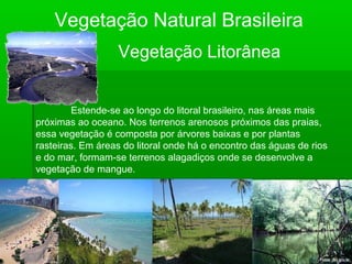 Vegetação Natural Brasileira
Vegetação Litorânea
Estende-se ao longo do litoral brasileiro, nas áreas mais
próximas ao oceano. Nos terrenos arenosos próximos das praias,
essa vegetação é composta por árvores baixas e por plantas
rasteiras. Em áreas do litoral onde há o encontro das águas de rios
e do mar, formam-se terrenos alagadiços onde se desenvolve a
vegetação de mangue.
 