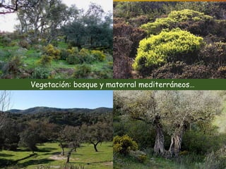 Vegetación: bosque y matorral mediterráneos… 
 
