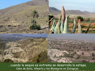 …cuando la sequía es extrema se desarrolla la estepa. 
Cabo de Gata, Almería y los Monegros en Zaragoza. 
 