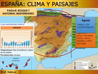 ESPAÑA: CLIMA Y PAISAJES 
NATURALES 
PAISAJE: BOSQUE Y 
MATORRAL MEDITERRÁNEO 
Prof. Rebeca 
Vegetación 
Aguas 
Fauna 
Formada Águila Largos por y de 
bosque y 
imperial, 
matorral 
milanos caudal negros, 
irregular. 
mediterráneos, con 
perdices, 
especies capaces de 
cigüeñas, 
soportar la sequía 
gatos monteses, 
veraniega. bosques de 
jinetas, zorros, 
encinas y matorrales 
jabalíes y otros 
como tomillo, romero y 
animales 
espliego. 
 