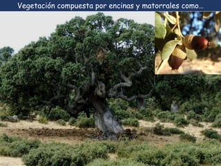 Vegetación compuesta por encinas y matorrales como… 
 