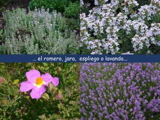 … el romero, jara, espliego o lavanda... 
 