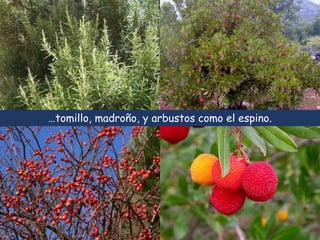 …tomillo, madroño, y arbustos como el espino. 
 