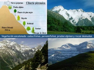 Vegetación escalonada: caducifolios, perennifolios, prados alpinos y rocas desnudas. 
 